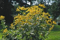 Höstträdgård i koppar och guld - Vi i Villa