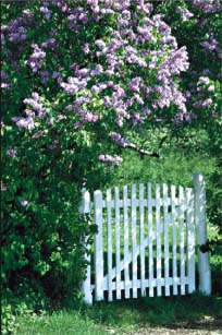Höstplantera mormors blommande buskar - Vi i Villa