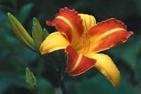 Höstträdgård i koppar och guld - Vi i Villa