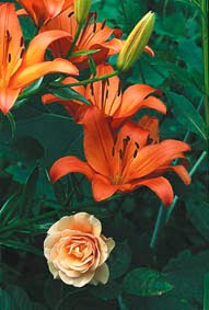 Höstträdgård i koppar och guld - Vi i Villa