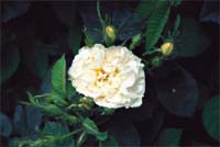 Höstplantera mormors blommande buskar - Vi i Villa