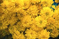 Höstträdgård i koppar och guld - Vi i Villa