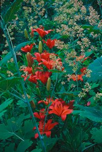 Höstträdgård i koppar och guld - Vi i Villa