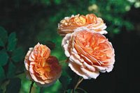 Höstträdgård i koppar och guld - Vi i Villa