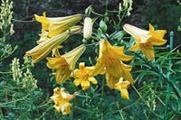 Höstträdgård i koppar och guld - Vi i Villa