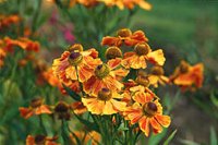 Höstträdgård i koppar och guld - Vi i Villa