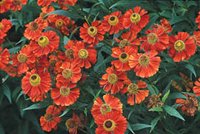 Höstträdgård i koppar och guld - Vi i Villa