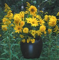 Höstträdgård i koppar och guld - Vi i Villa