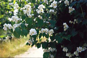 Höstplantera mormors blommande buskar - Vi i Villa