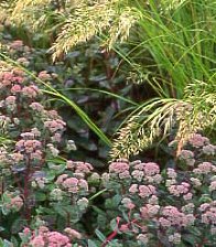 Senblommande perenner - Vi i Villa