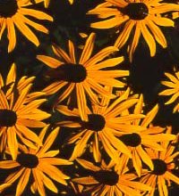 Senblommande perenner - Vi i Villa