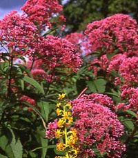 Senblommande perenner - Vi i Villa