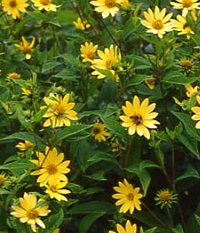 Senblommande perenner - Vi i Villa