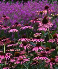 Senblommande perenner - Vi i Villa