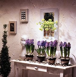 Blommorna som inte gillar julgranen - Vi i Villa