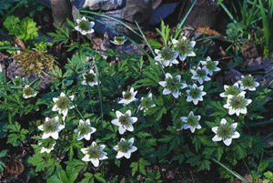 Välkomna vårens vilda féer – del 2 - Vi i Villa