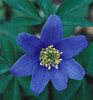 Välkomna vårens vilda féer! - Vi i Villa