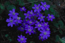 Välkomna vårens vilda féer – del 2 - Vi i Villa