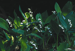 Välkomna vårens vilda féer – del 2 - Vi i Villa