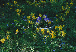 Välkomna vårens vilda féer! - Vi i Villa