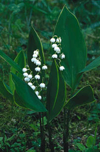 Välkomna vårens vilda féer – del 2 - Vi i Villa