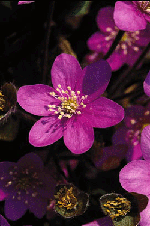 Välkomna vårens vilda féer! - Vi i Villa