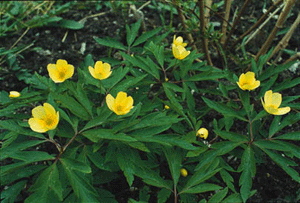 Välkomna vårens vilda féer! - Vi i Villa