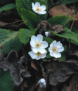 Välkomna vårens vilda féer – del 2 - Vi i Villa