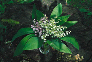 Välkomna vårens vilda féer! - Vi i Villa