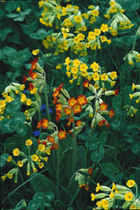 Välkomna vårens vilda féer – del 2 - Vi i Villa