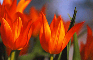 Just nu i trädgården – februari - Vi i Villa