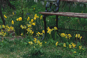 Välkomna vårens vilda féer – del 2 - Vi i Villa