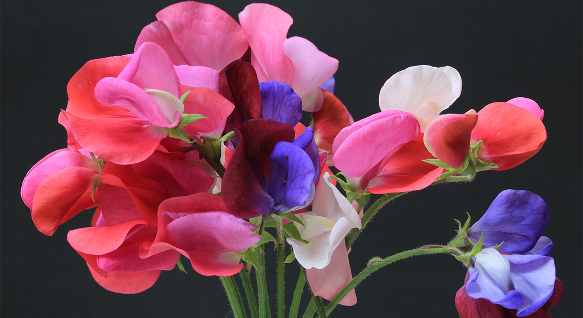 Ja, jag säger som mamma, mormor och mormorsmor – och som blomsterälskare har sagt ända sedan 1699 –  Ingen sommar utan luktärter!