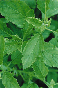 Odla asiatiskt - Vi i Villa