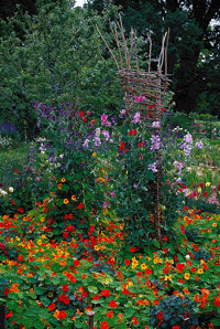 Luktärten – romantikens drottning - Vi i Villa