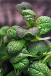 Odla asiatiskt - Vi i Villa