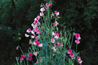 Luktärten – romantikens drottning - Vi i Villa