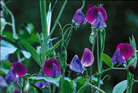 Luktärten – romantikens drottning - Vi i Villa