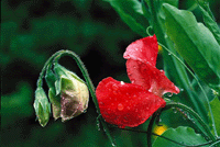 Luktärten – romantikens drottning - Vi i Villa