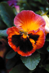 Just nu i trädgården – april-04 - Vi i Villa