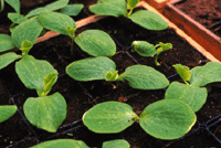 Just nu i trädgården – april-04 - Vi i Villa