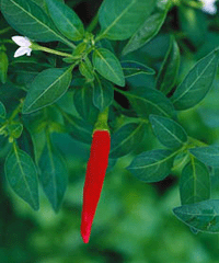 Odla asiatiskt - Vi i Villa