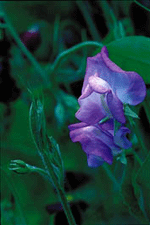 Luktärten – romantikens drottning - Vi i Villa