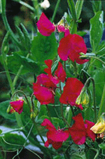 Luktärten – romantikens drottning - Vi i Villa