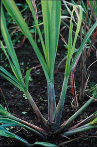 Odla asiatiskt - Vi i Villa