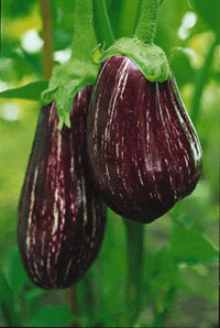 Odla asiatiskt - Vi i Villa