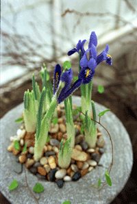 Våryra! - Vi i Villa