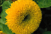 Solblomman alla älskar - Vi i Villa