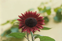 Solblomman alla älskar - Vi i Villa