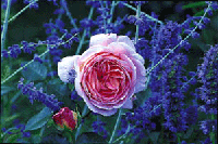 Förverkliga dina trädgårdsdrömmar - Vi i Villa